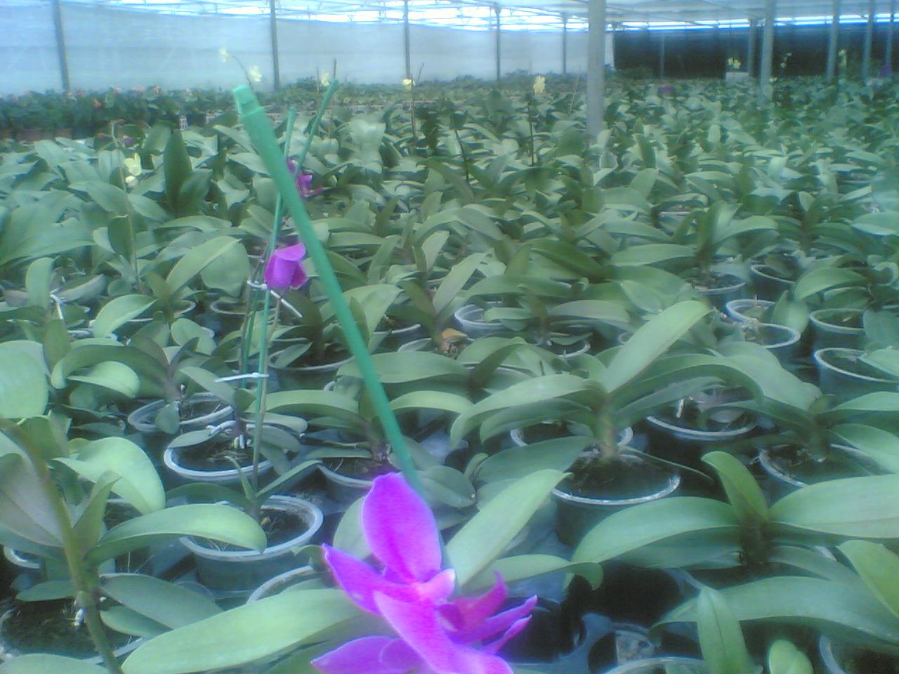 Greenhouse Project 70